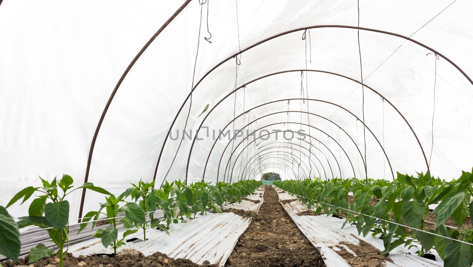The microclimate created in greenhouses allows maturation of the product