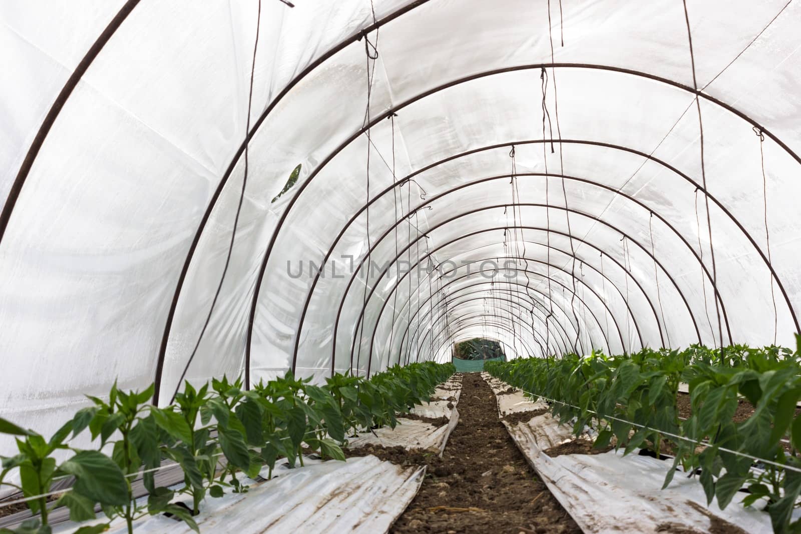 The microclimate created in greenhouses allows maturation of the product
