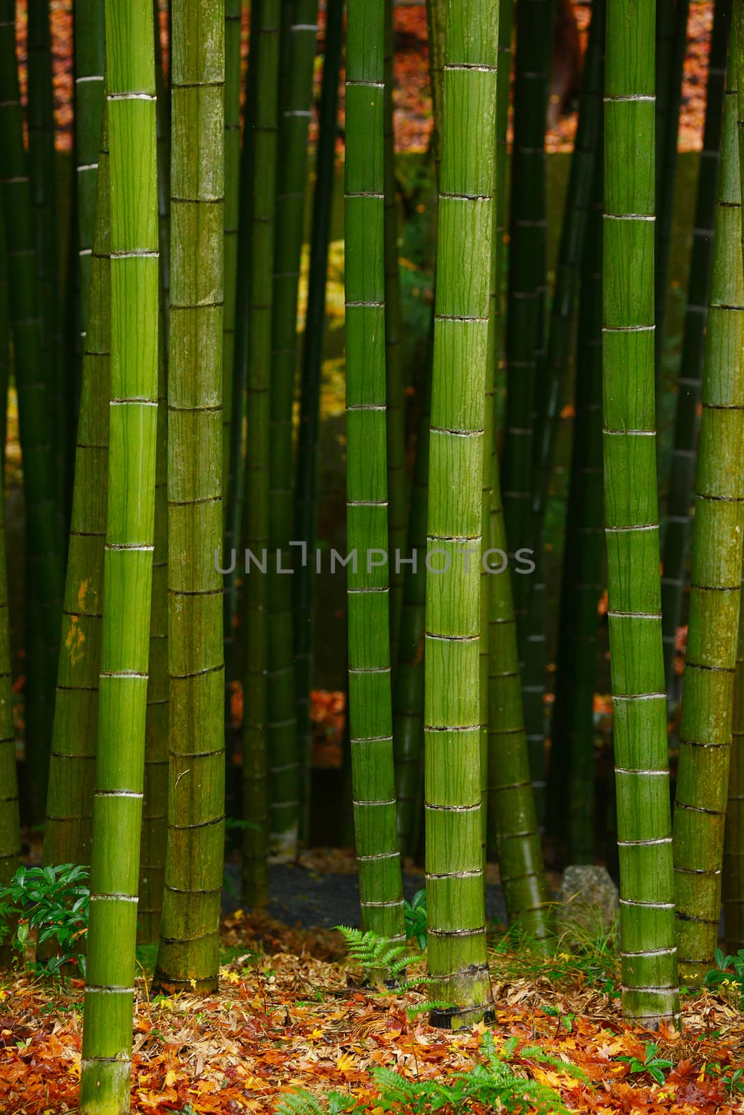 green japanese bamboo in a garden