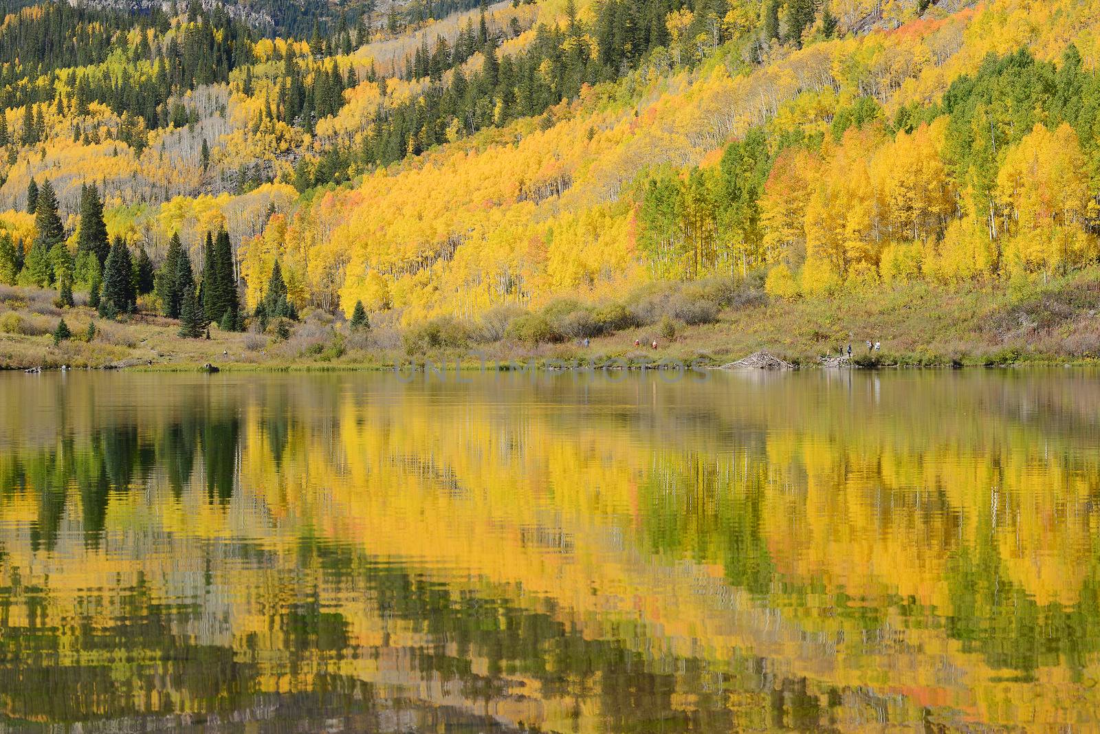 yellow aspen tree with their reflection over a lake in colorado