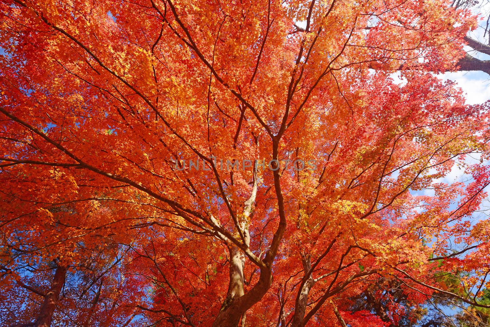 colorful maple leaves and branches from kyoto, japan