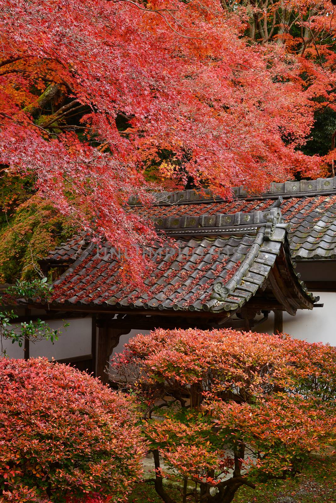 japanese style building with autumn leaves