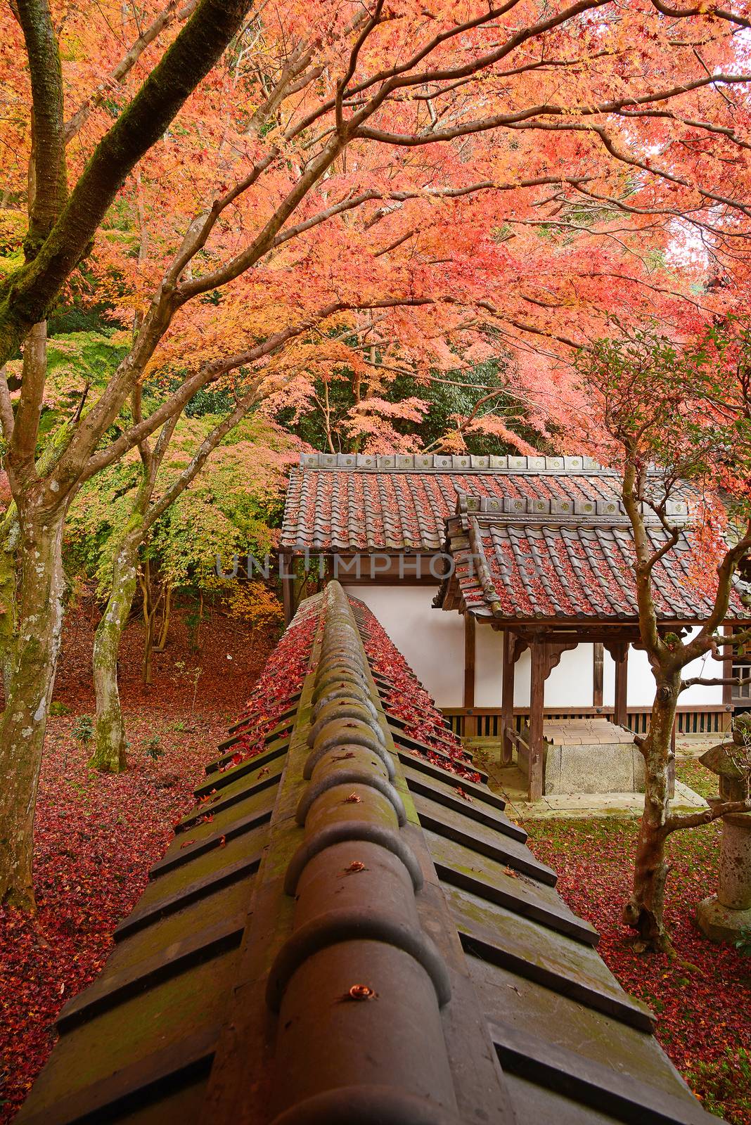 japanese style building with autumn leaves