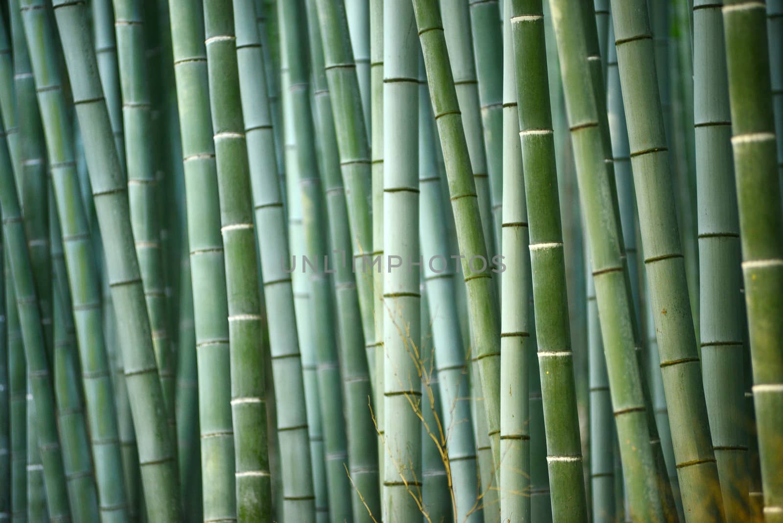 bamboo by porbital