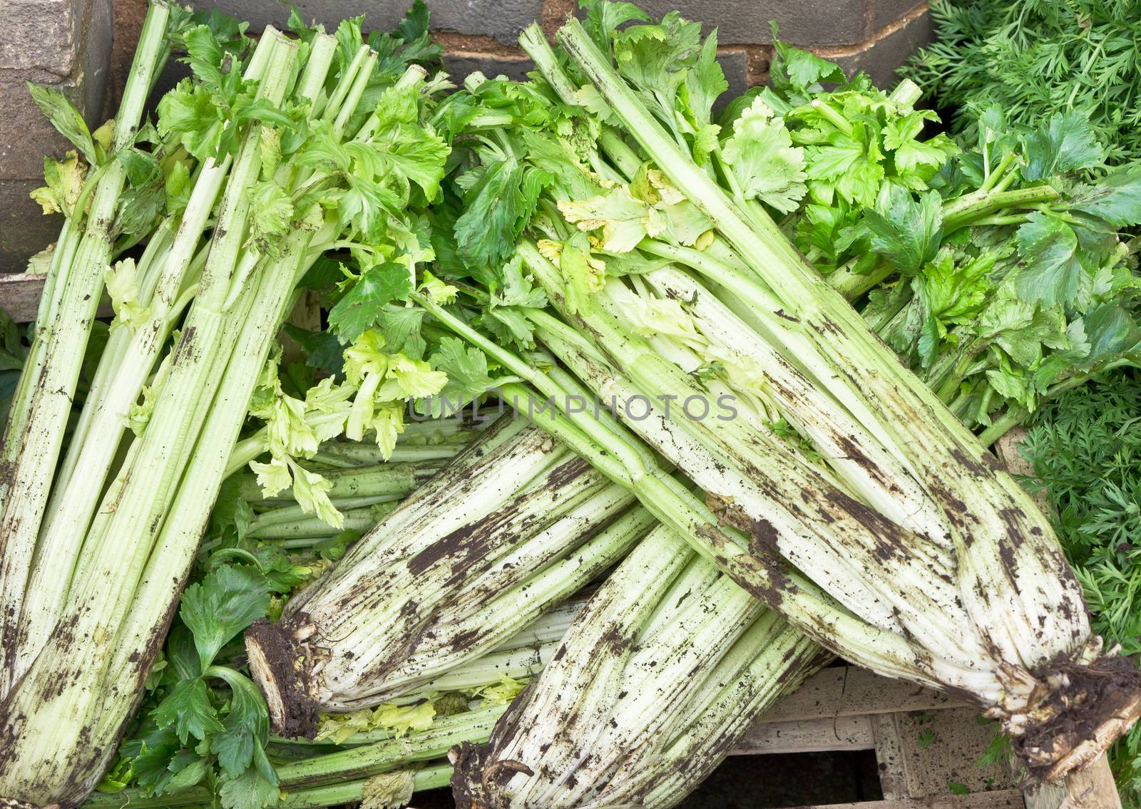 Freshly harvested celery at a market