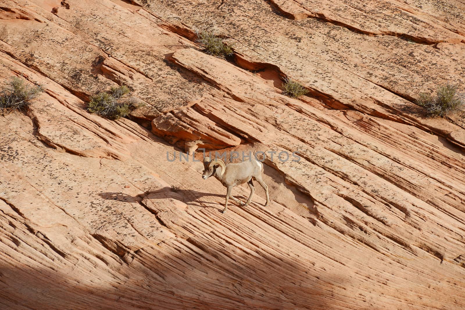 big horn sheep on a sandstone rock in east side of zion national park