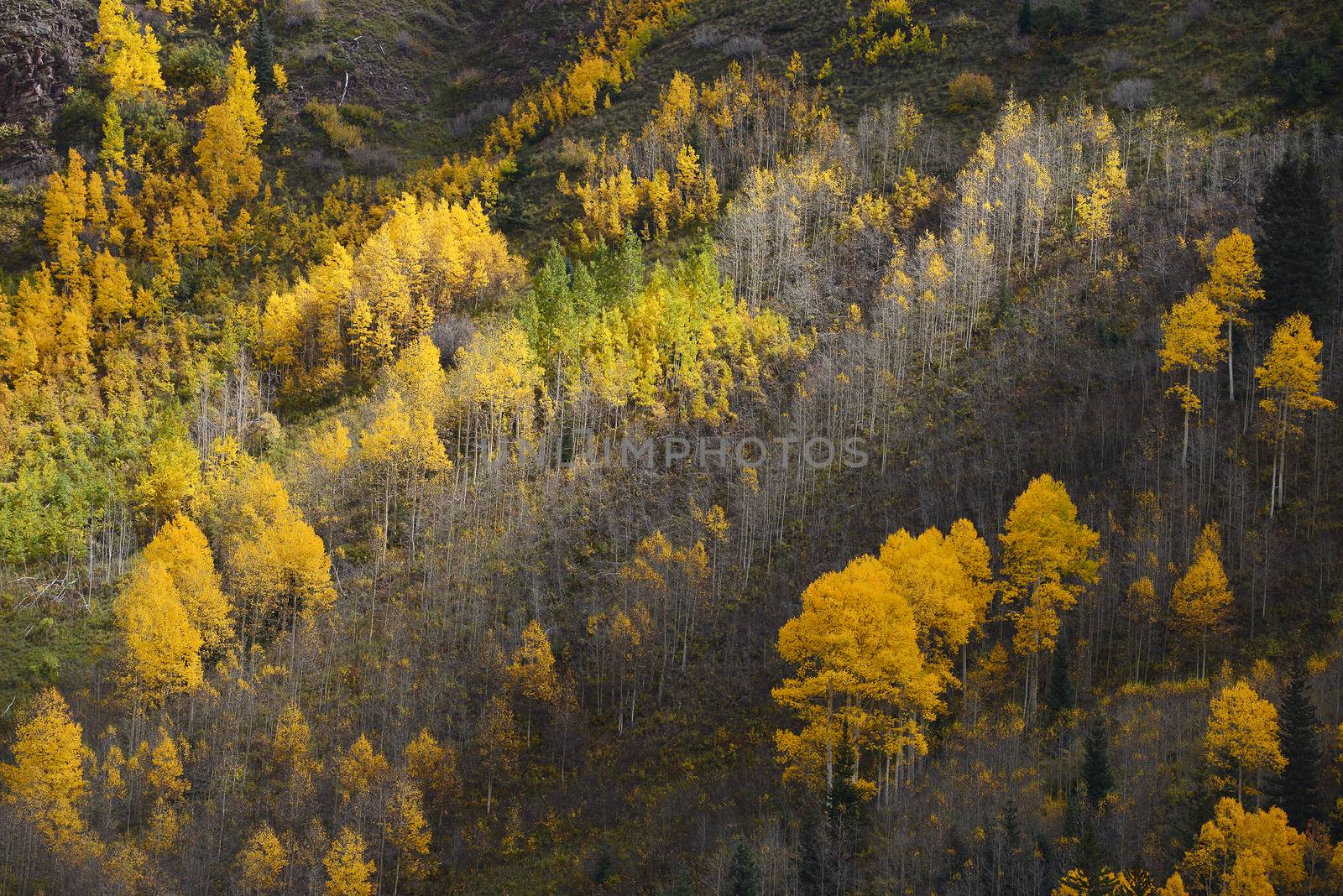 autumn aspen trees by porbital
