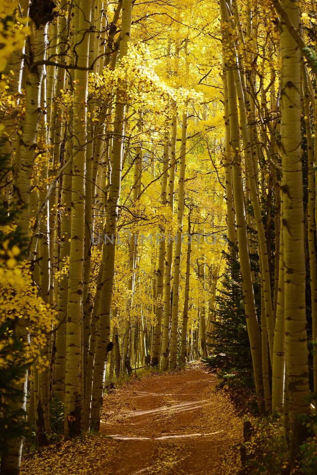 yellow aspen trees in autumn in colorado