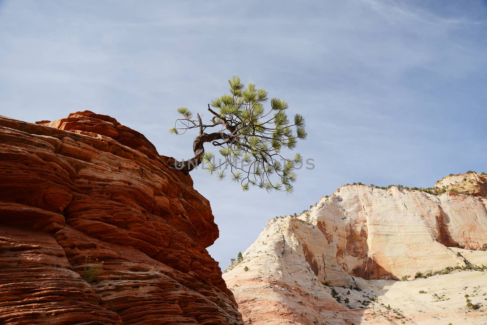 a small tree sticking out of red sandstone rock