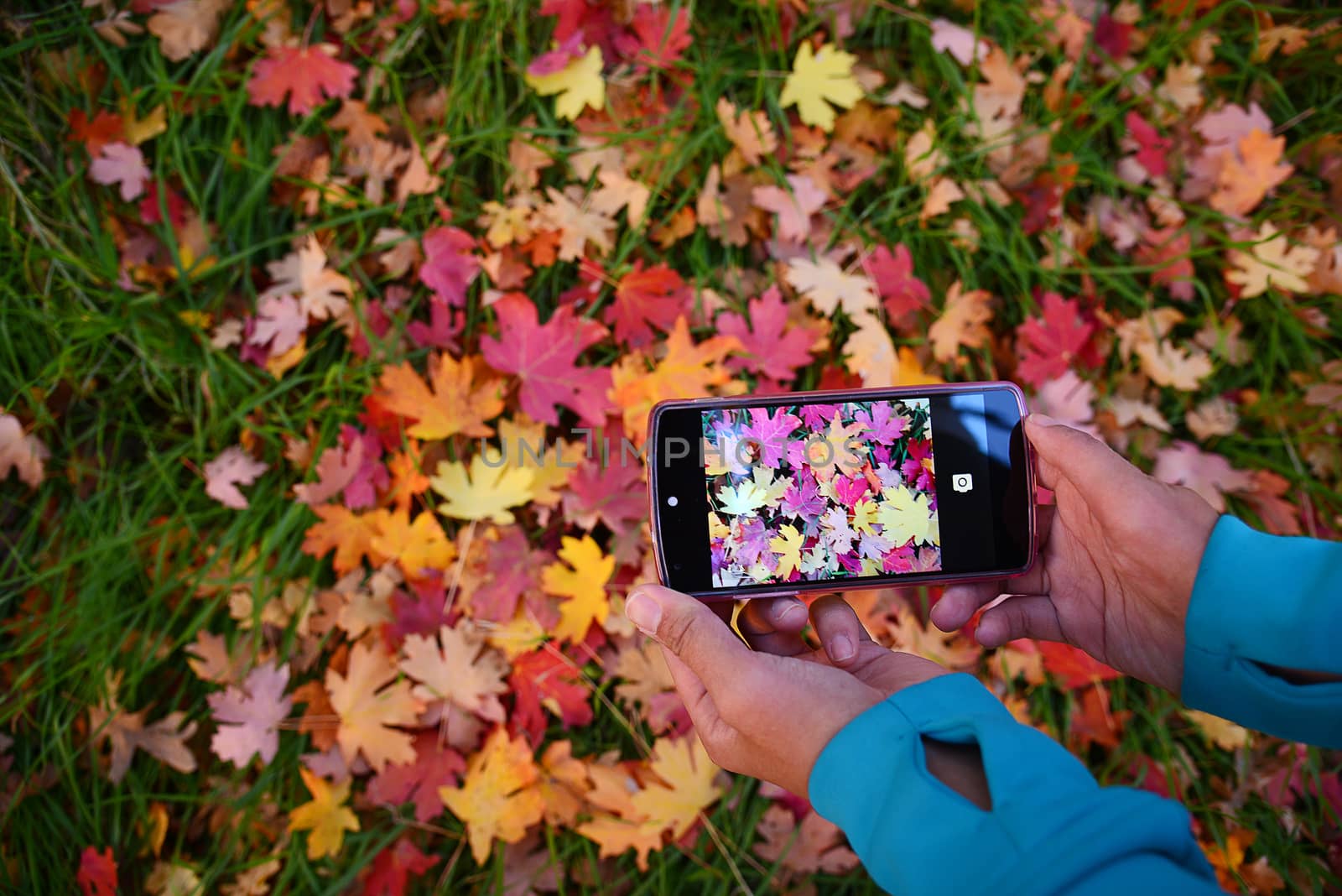 a phone camera taking a photo of fallen maple leaves on a ground at zion national park