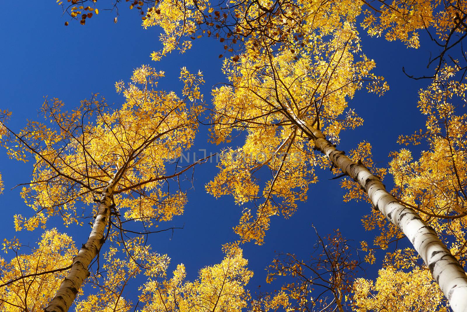 yellow aspen tree from colorado