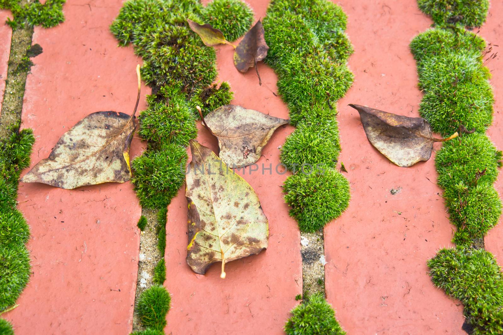 Moss growing between cracks on a brick surface