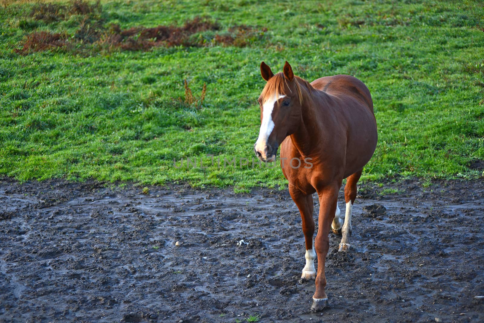 horse by porbital