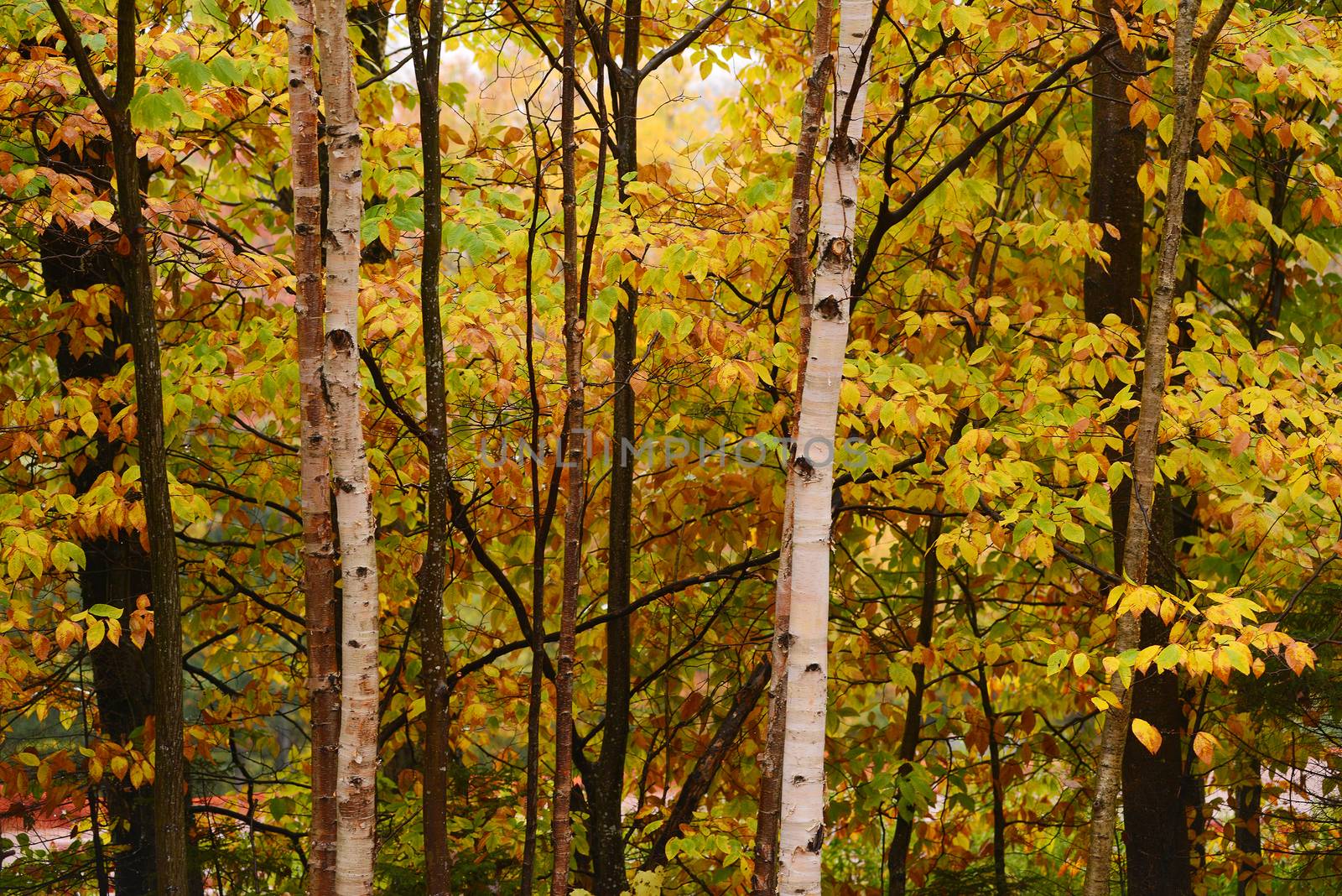 trees in vermont are changing color in autumn