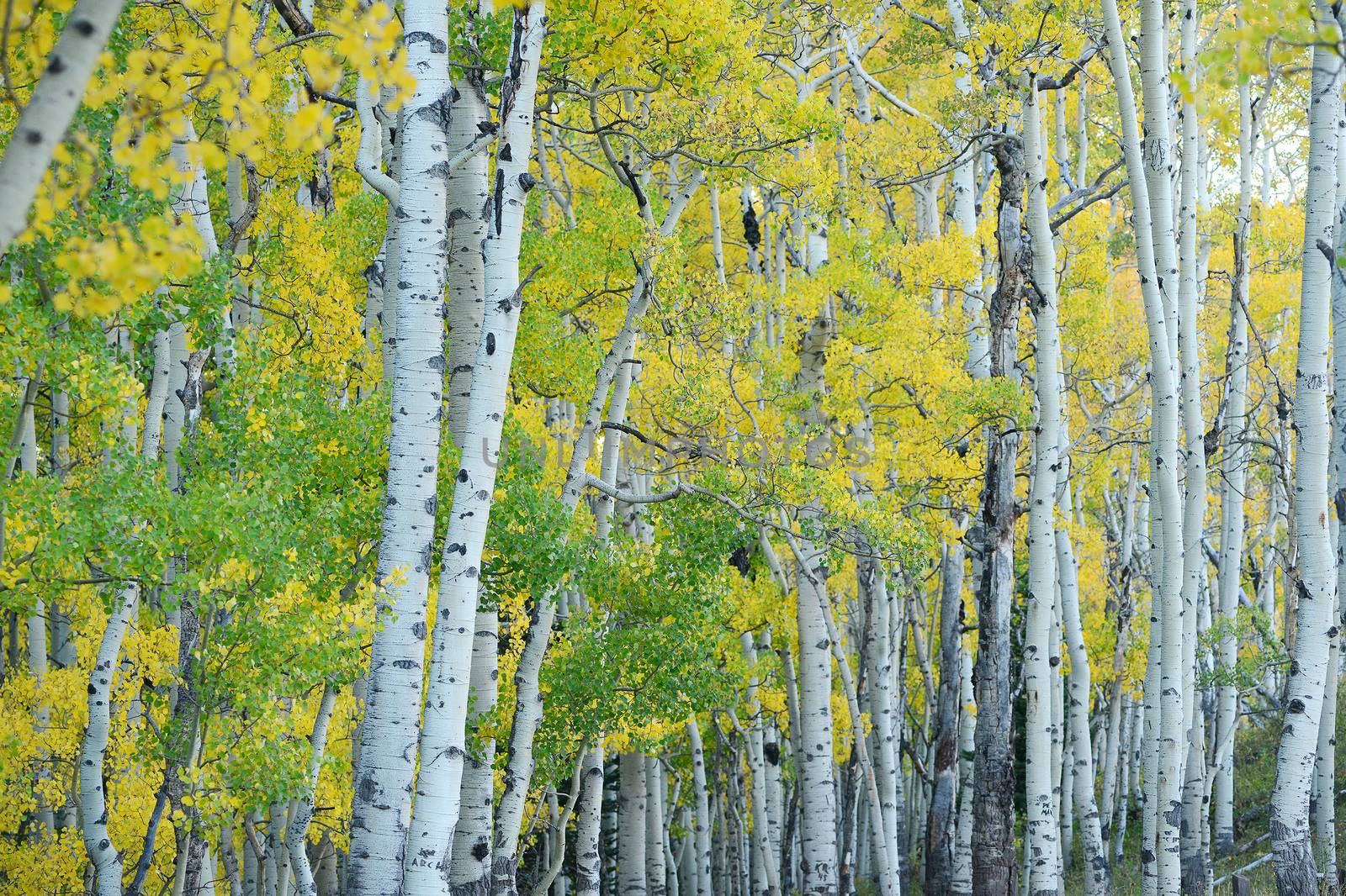 aspen tree in autumn from colorado