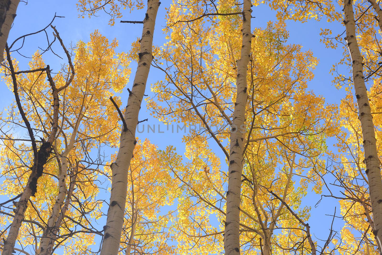 yellow aspen tree from colorado