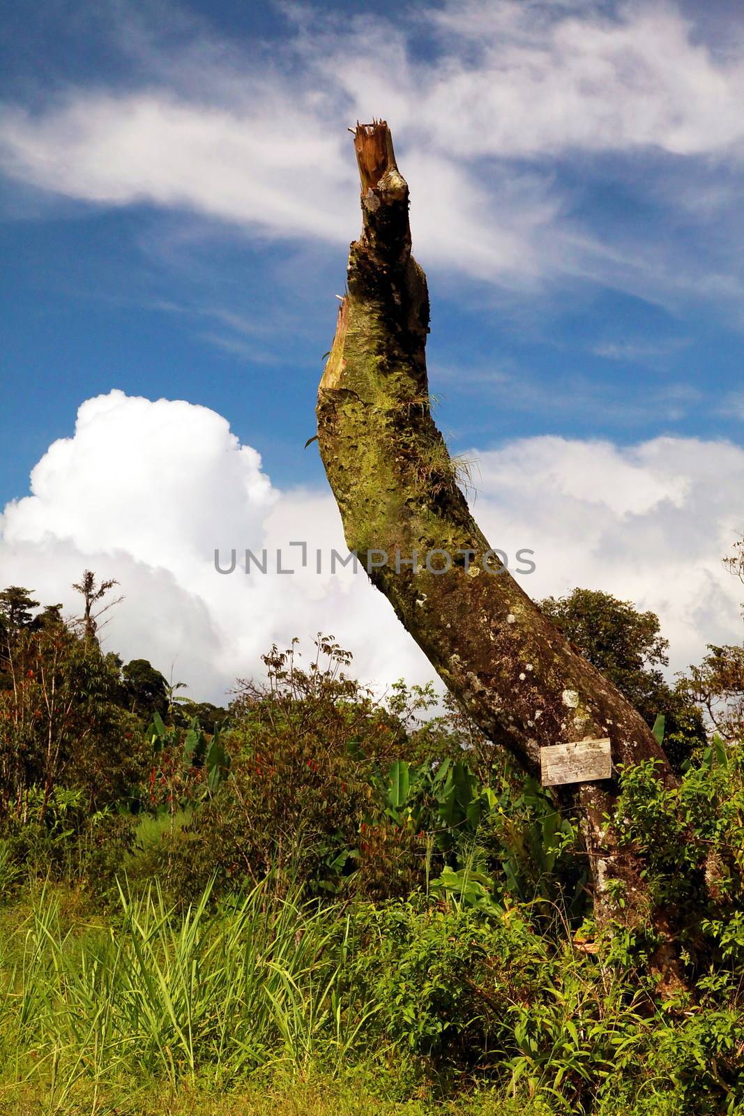 A big tree is standing in the mountain with surrounded by many plants, sky and cloud behind.