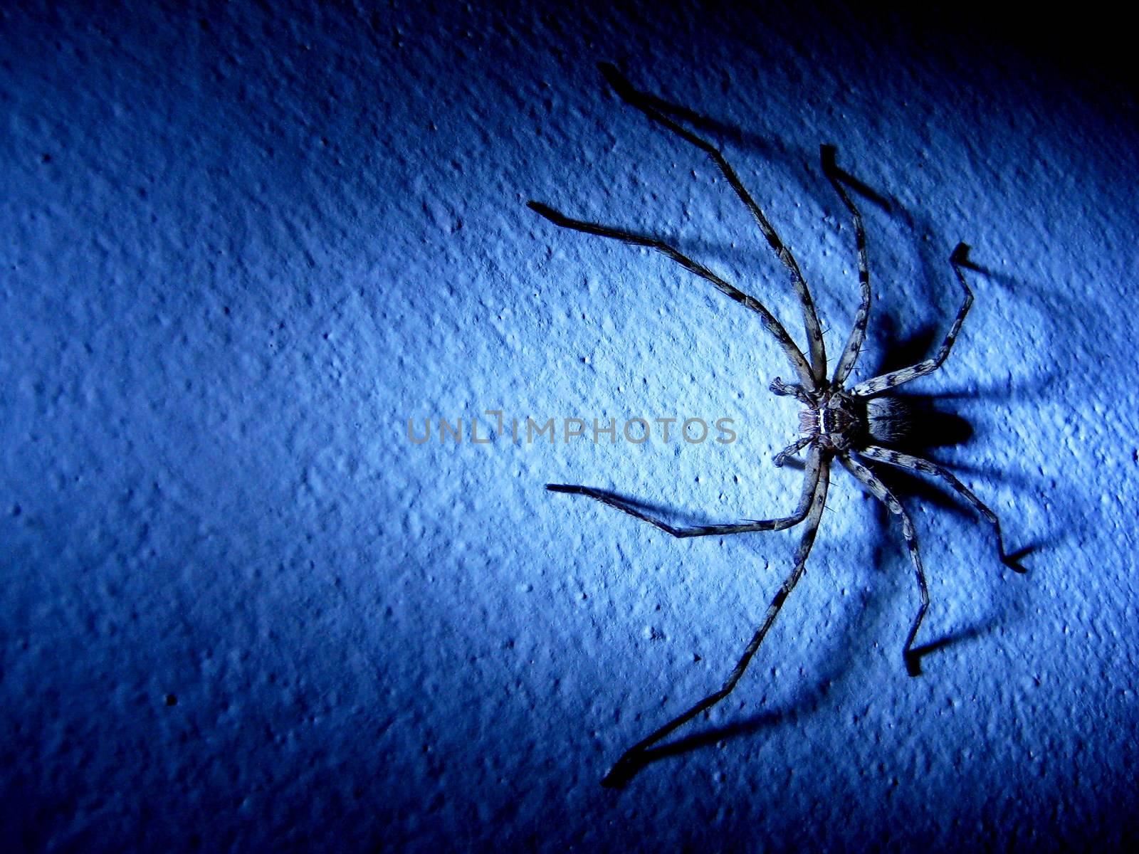 Spider is on the wall in the dark with the blue light.