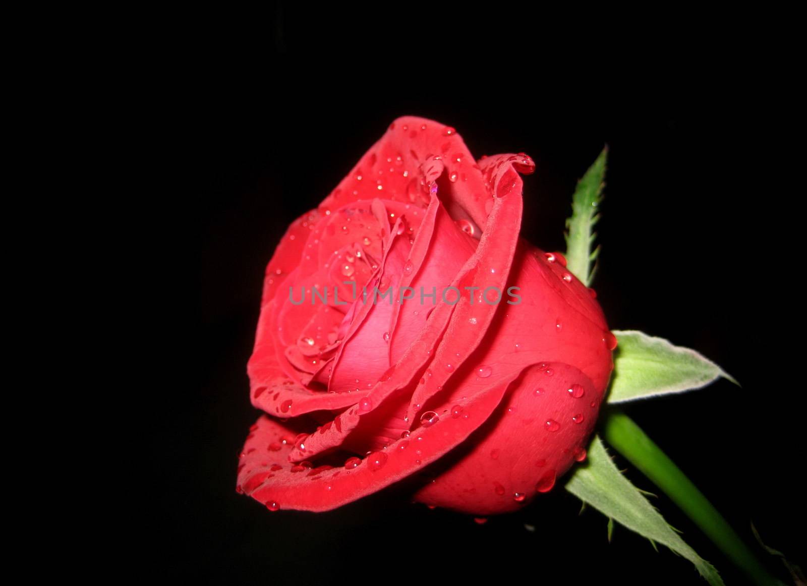 A fresh red rose is in the dark, but can't hide its beauty.