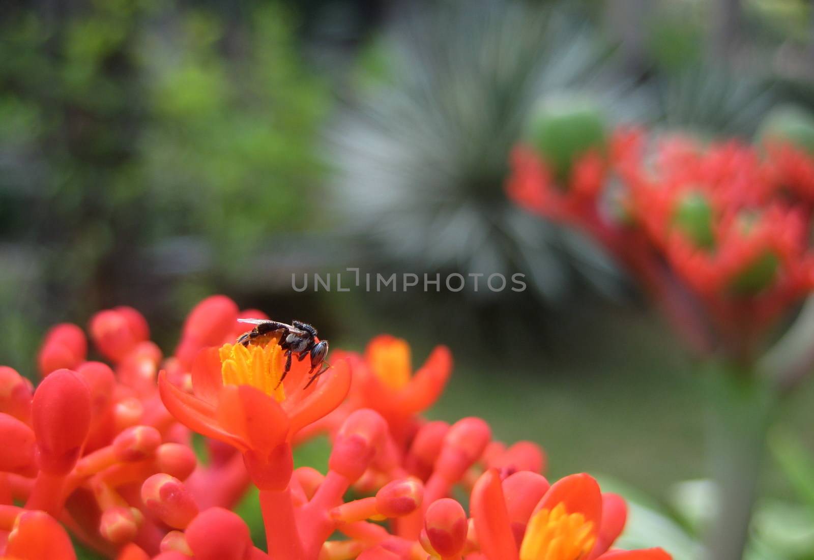 An insect on red flower in a beautiful garden by puengstock