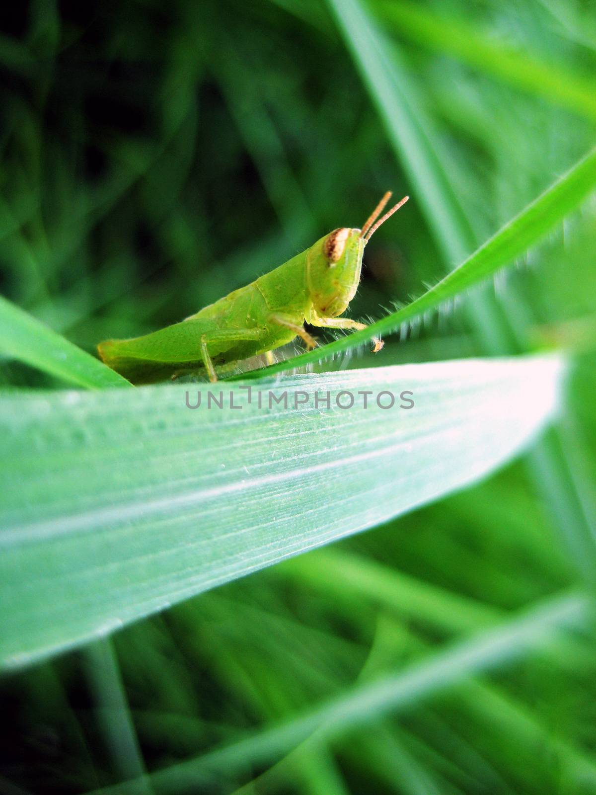 Green grasshopper is in the middle of the green yard.