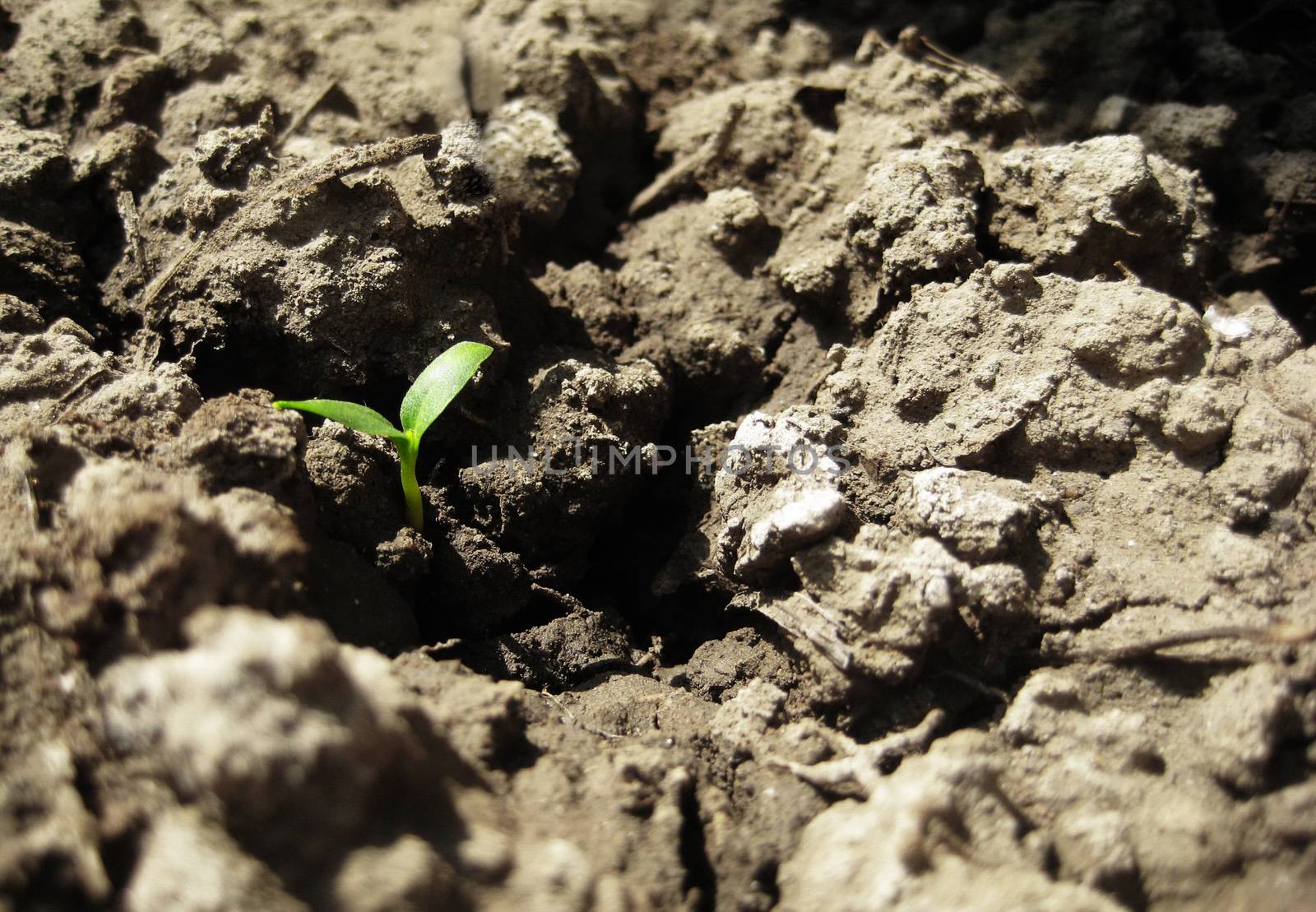 A sprout is growing up in the dried land.
