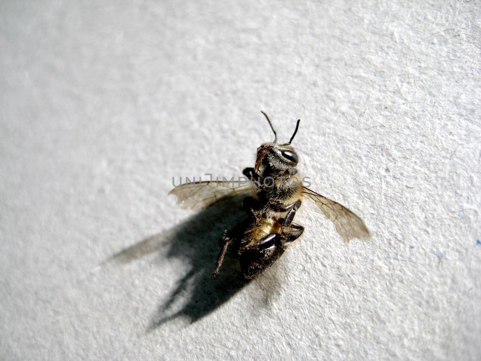 A bee dead. It is the truth that everyone must die.