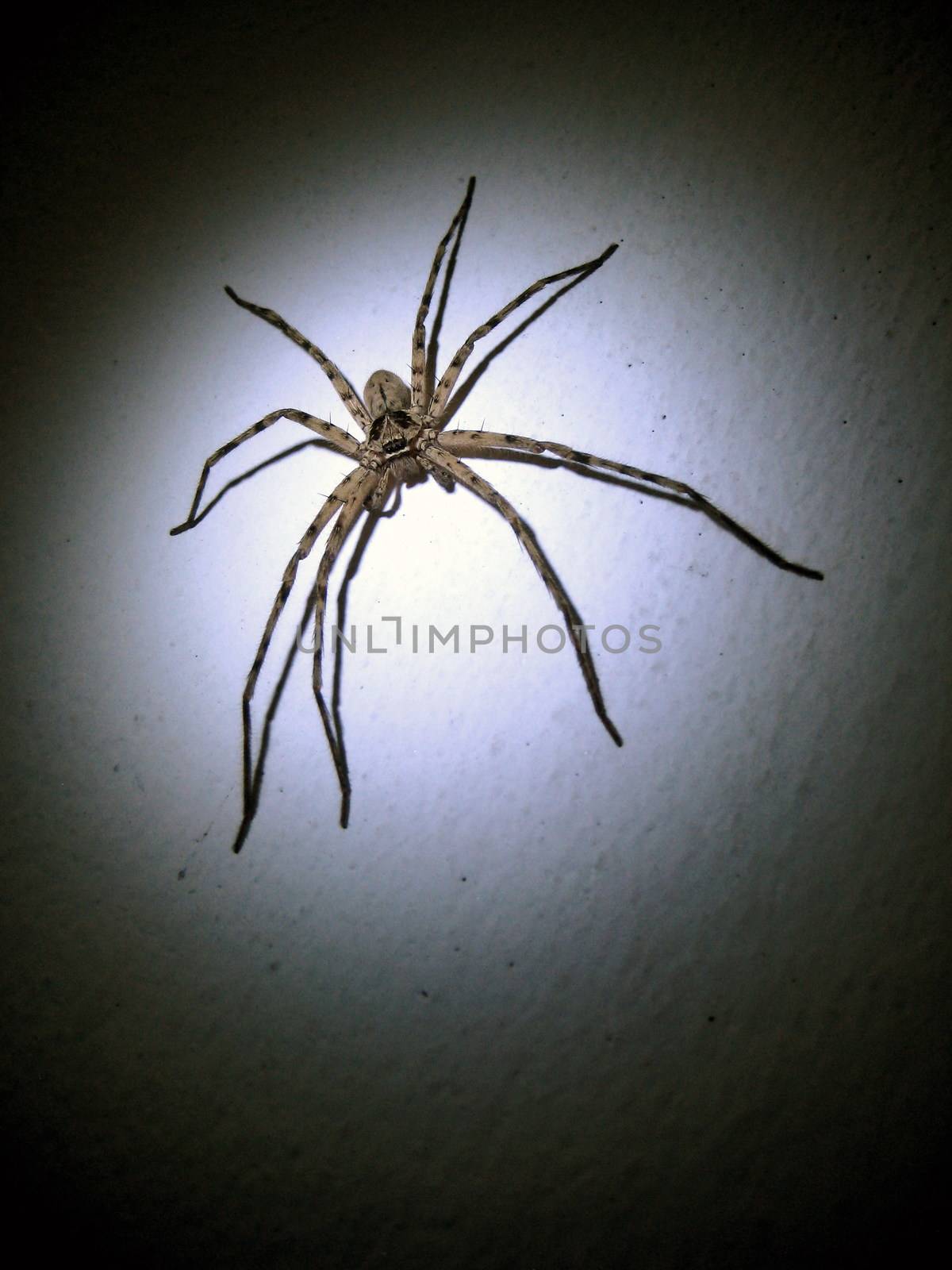 Spider on the wall with spotlight by puengstock