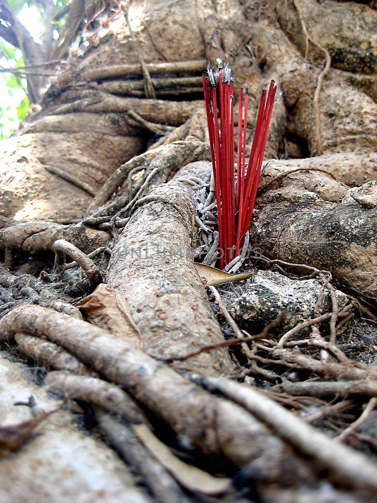 Under an ancient tree used as a censer after pay respect to deity.