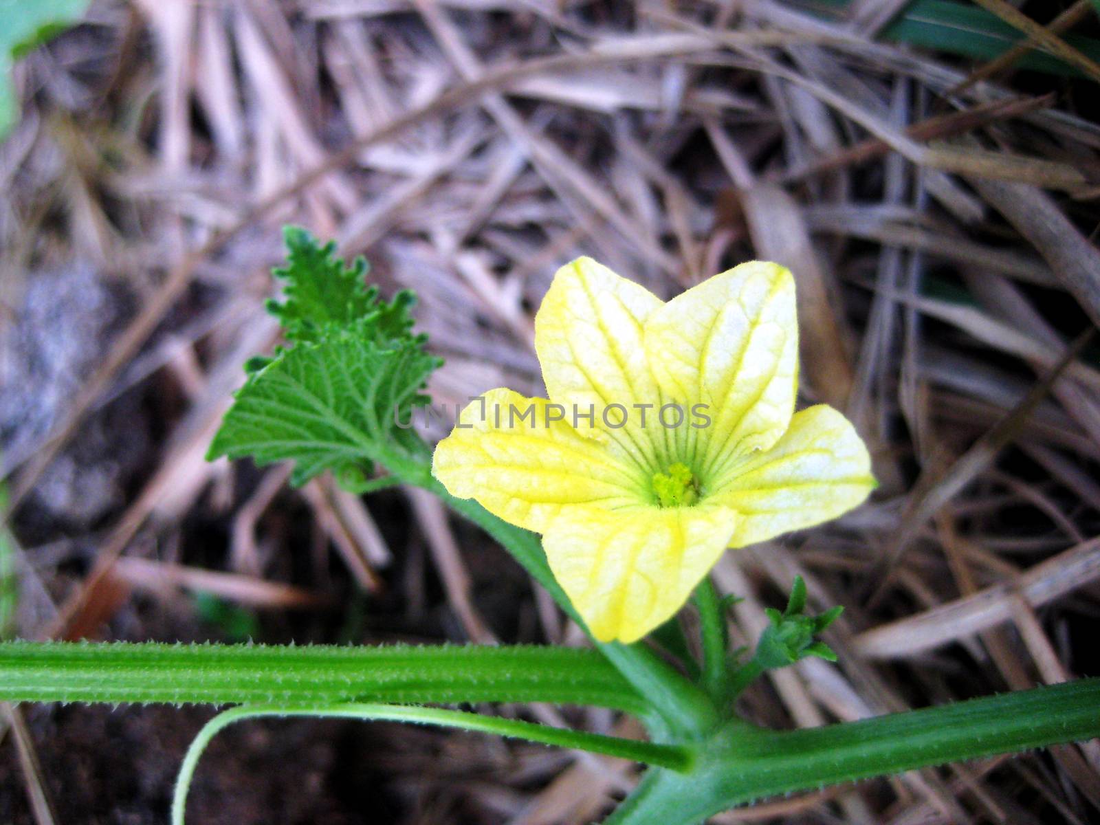 A yellow flower of zucchini is on the brown grasses. It is a bright flower.