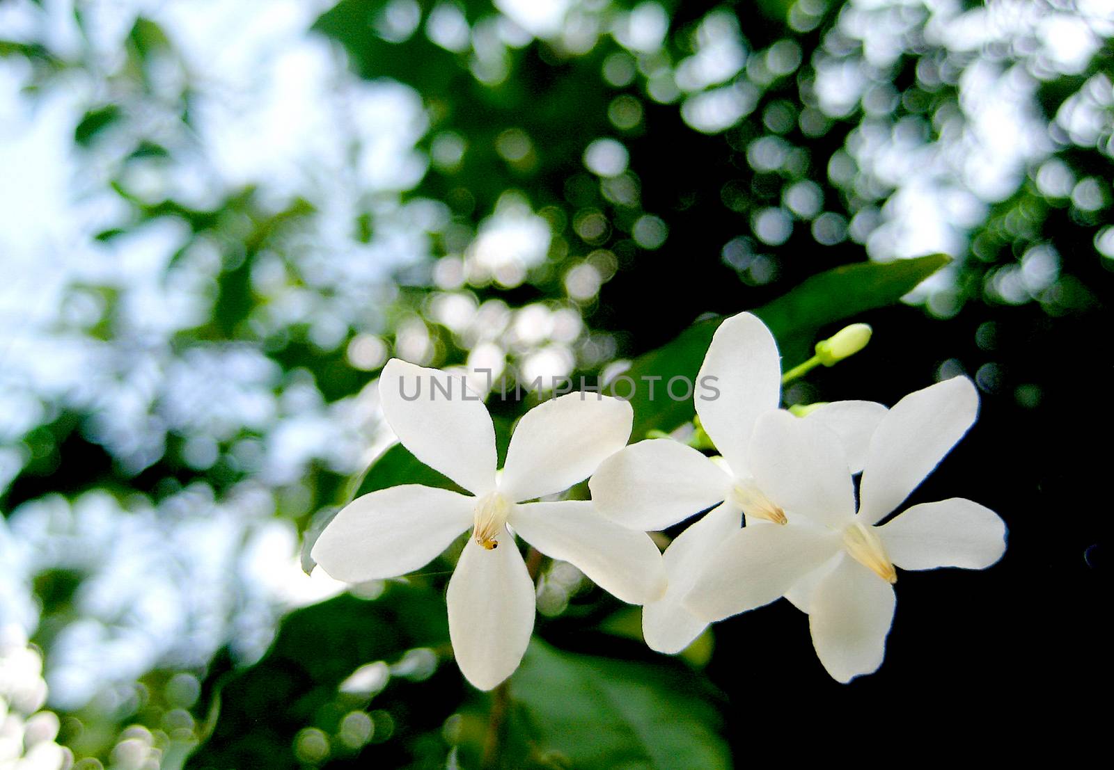 White flowers on a big tree with bokeh background.