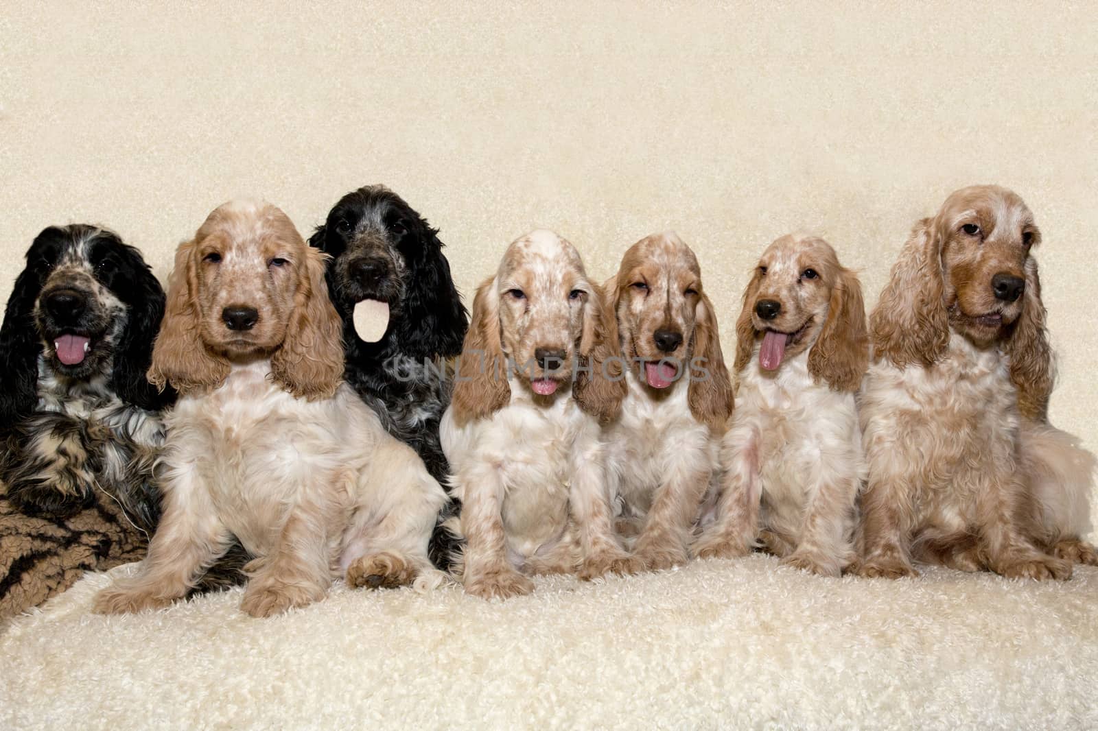 portrait of english cocker spaniel, champion, breeding station