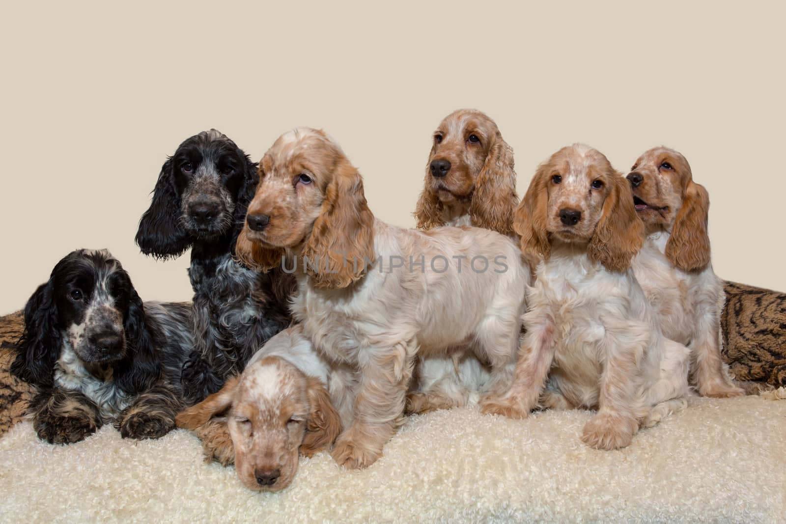 portrait of english cocker spaniel, champion, breeding station