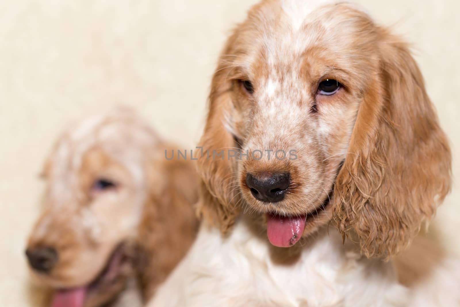 portrait of english cocker spaniel, champion, breeding station