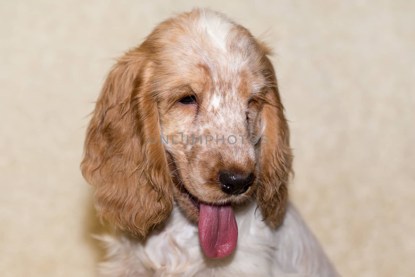 portrait of english cocker spaniel, champion, breeding station