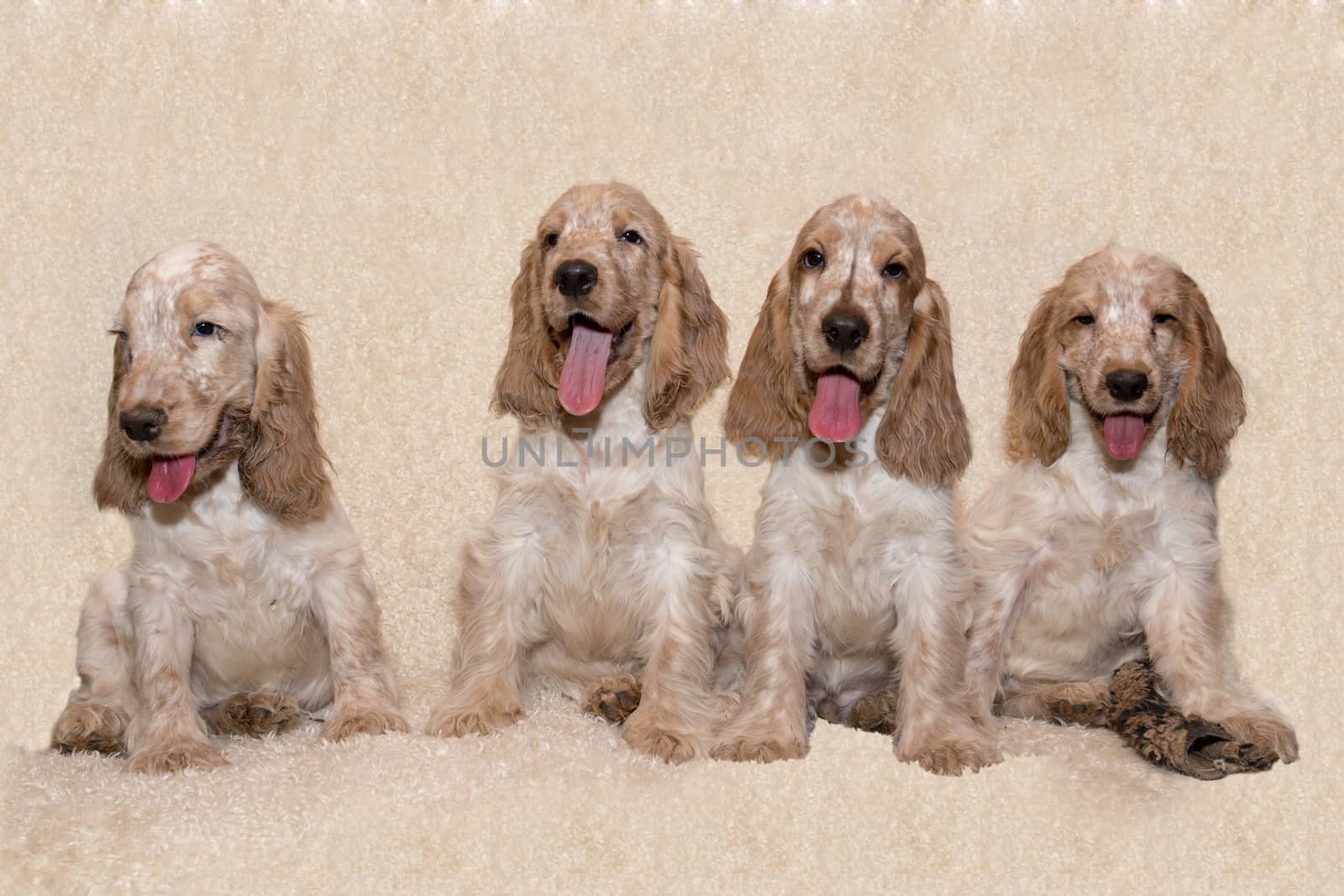 portrait of english cocker spaniel, champion, breeding station