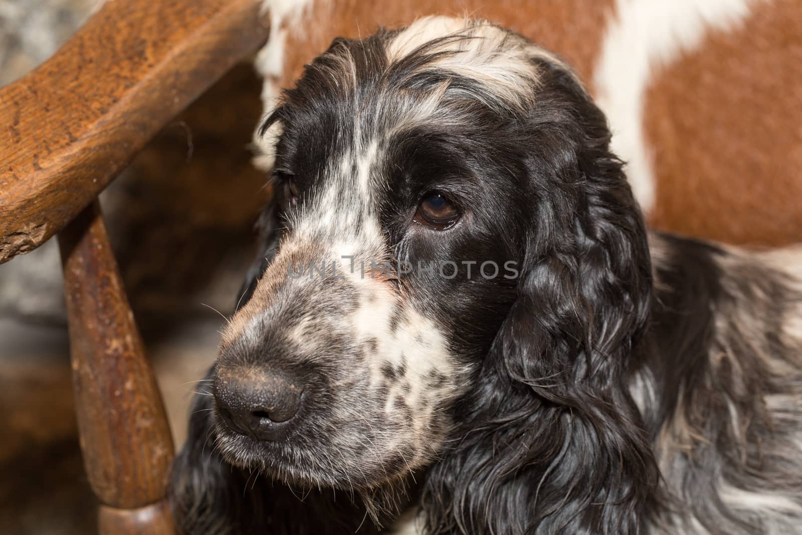 portrait of english cocker spaniel, champion, breeding station