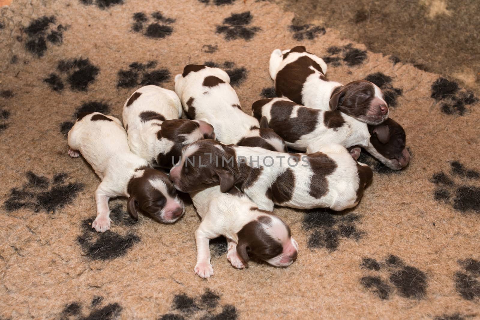 English Cocker Spaniel puppy sleeping on a bed