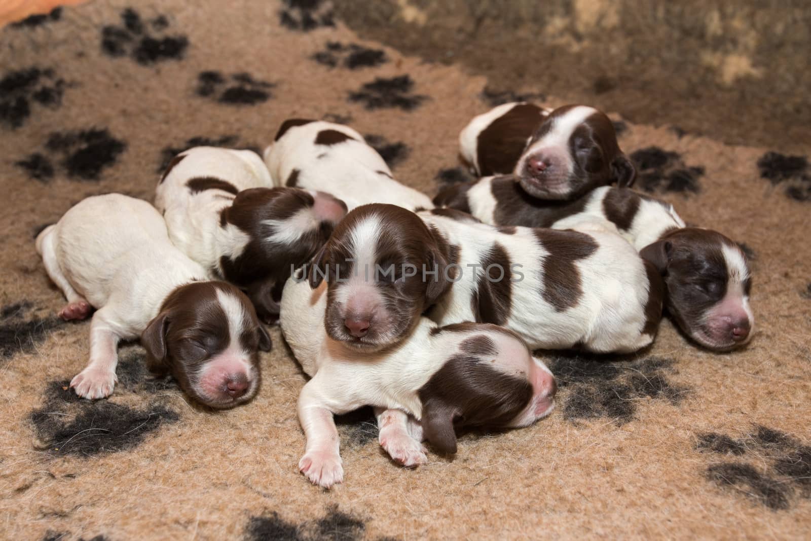 English Cocker Spaniel puppy sleeping on a bed