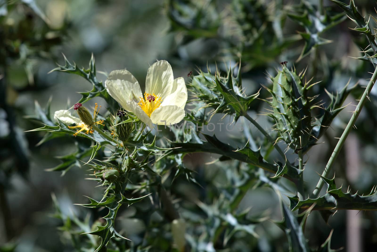 Argemone mexicana in Ethiopia by CWeiss