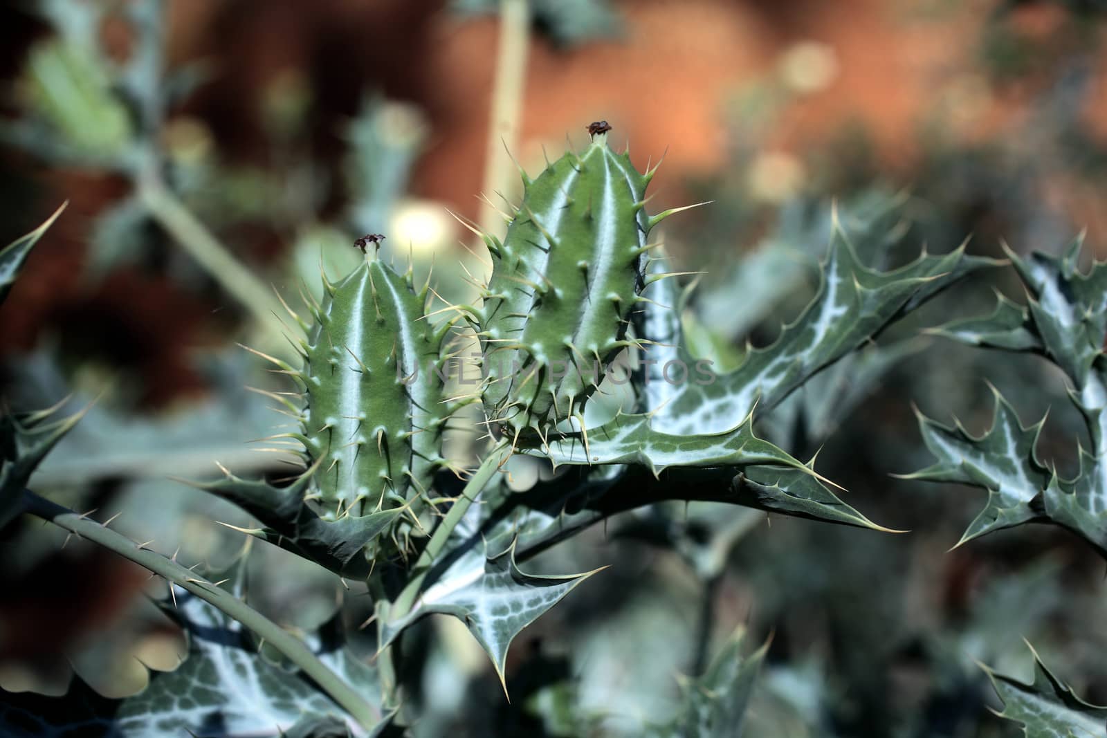 Argemone mexicana is an invasive flower in East Africa.