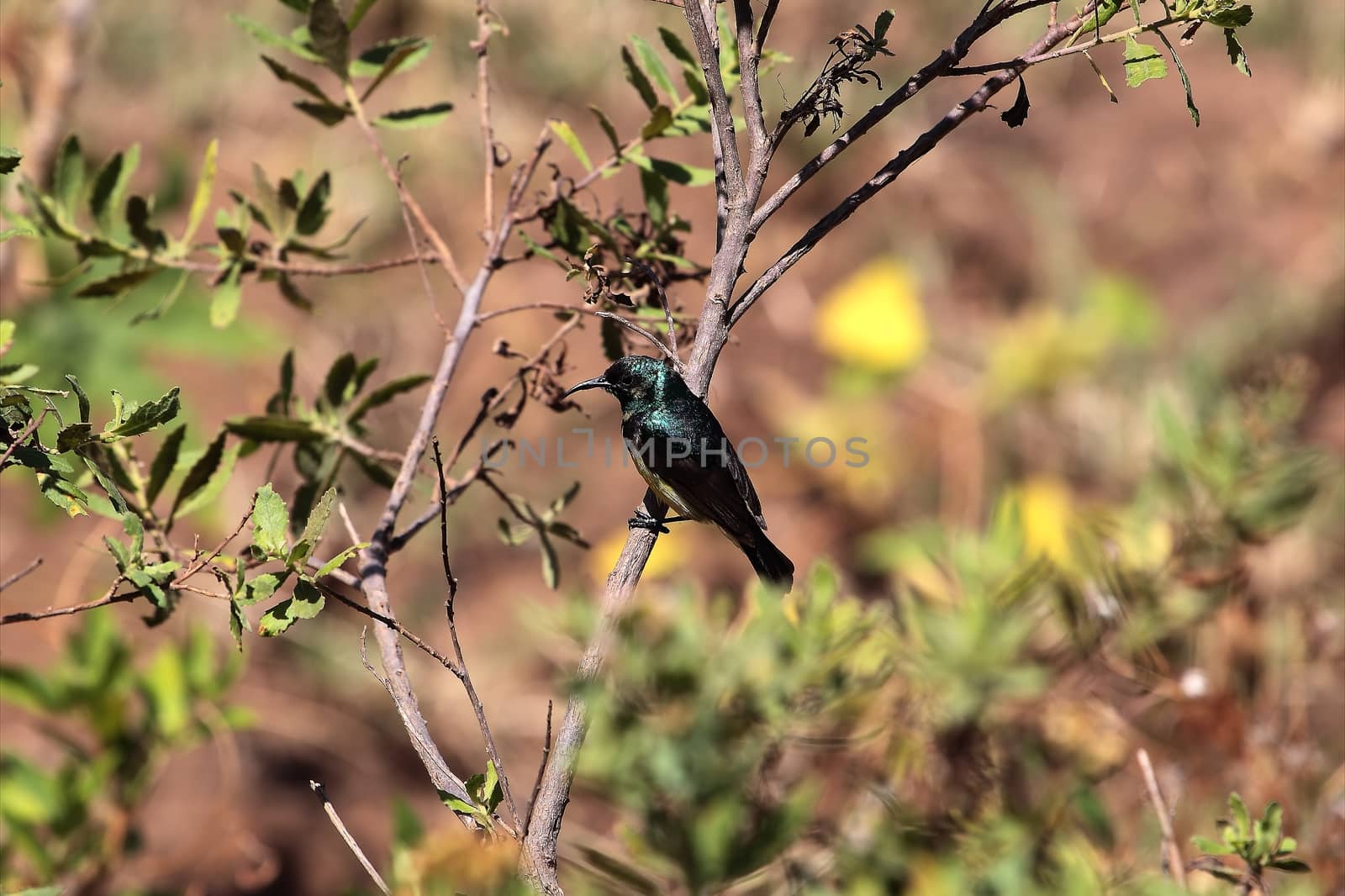 A Variable Sunbird (Cinnyris venustus or former, Nectarinia venusta) in Ethiopia.