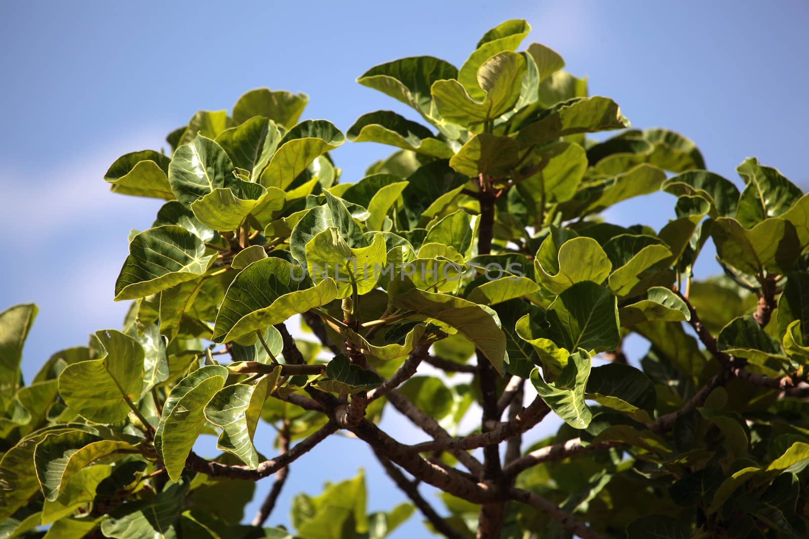 Warka tree (Ficus vasta) by CWeiss