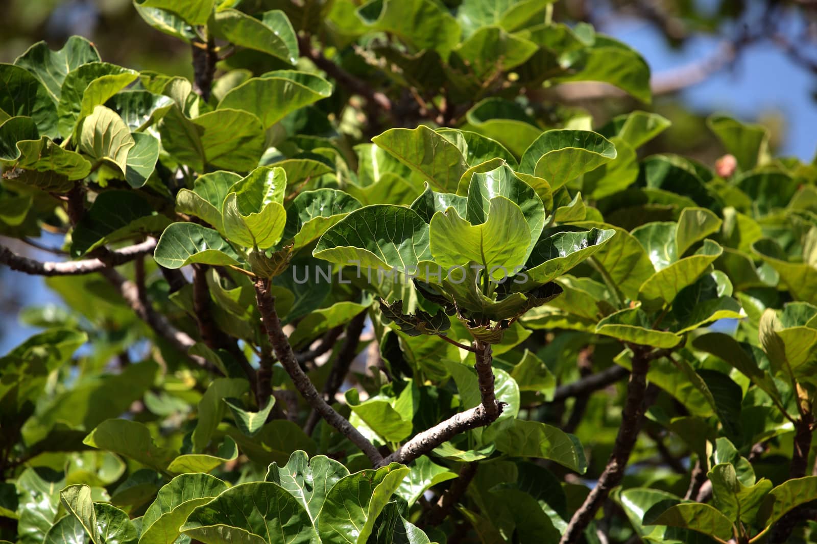 Warka tree (Ficus vasta) by CWeiss