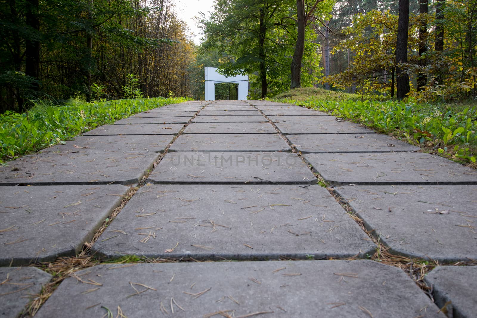 Photo of arc passage in the forest. Nature photography.