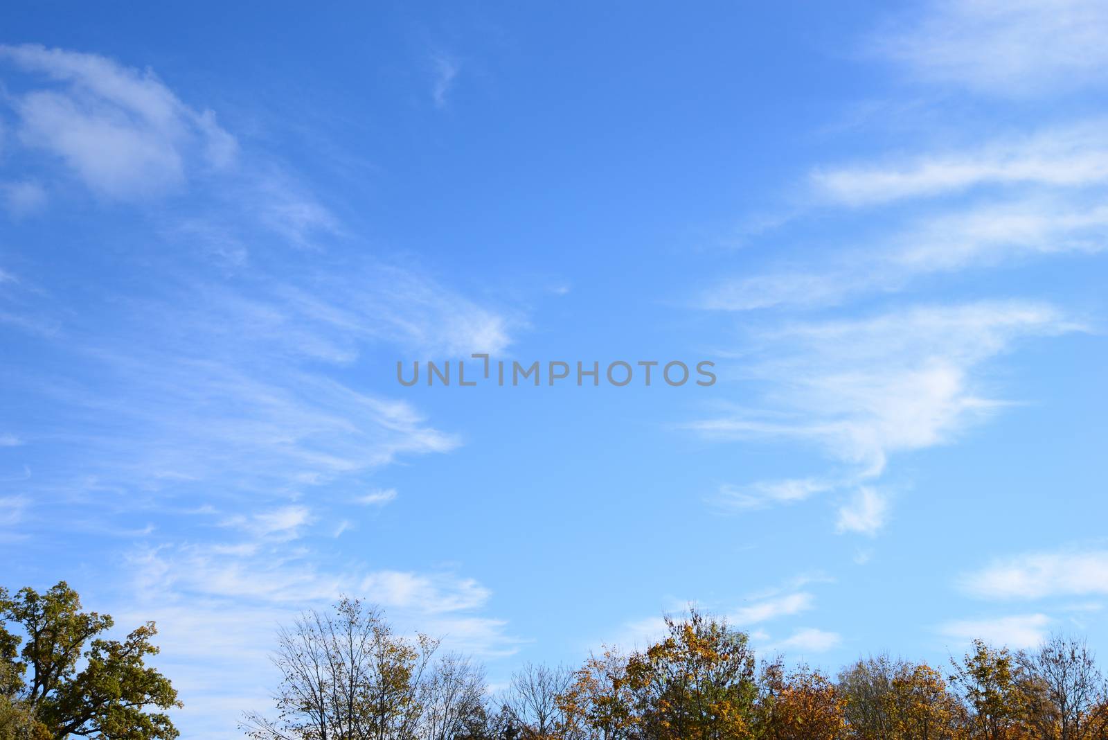 Photo of clouds with a shape of angel wings over trees on a blue sky. Nature photography.