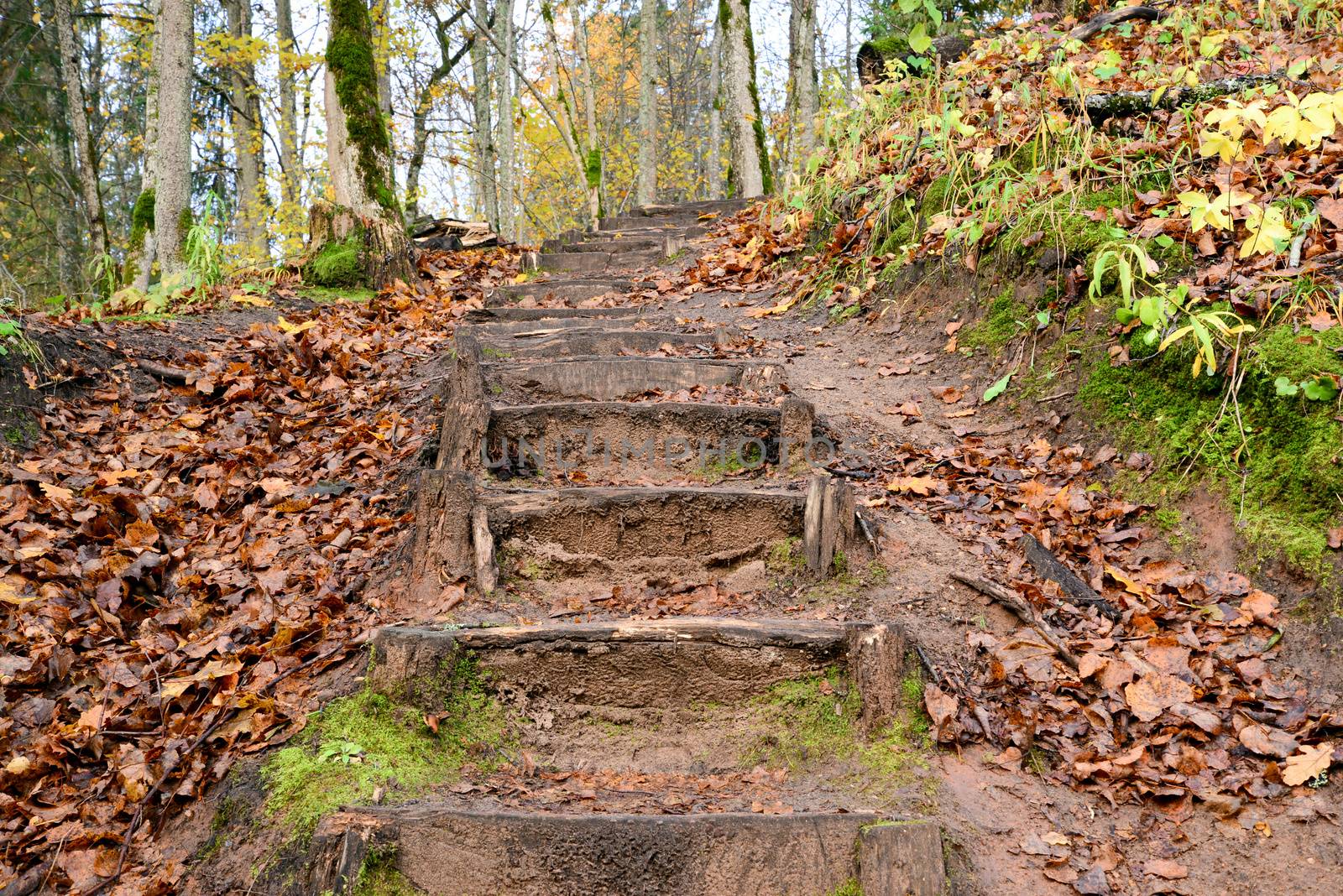 Photo of old wooden stairs in the forest. Nature photography.