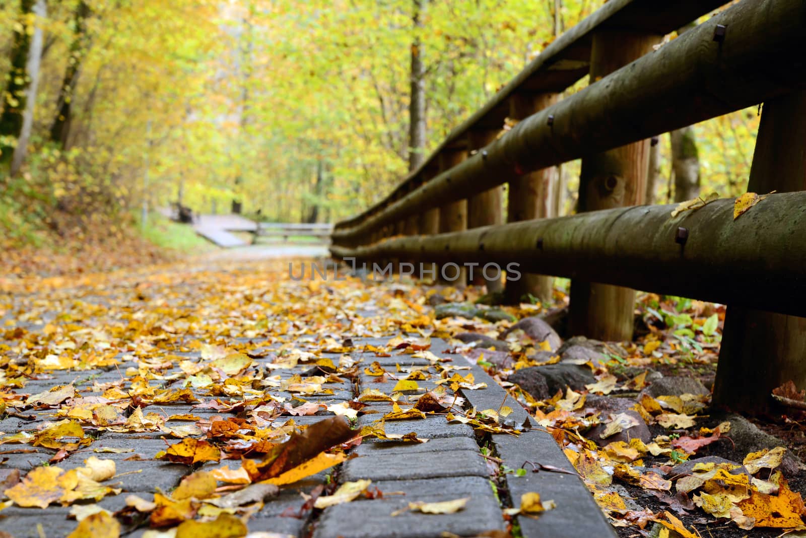 Photo of a road in the forest in autumn with orange leaves. Taken in Sigulda, Latvia.