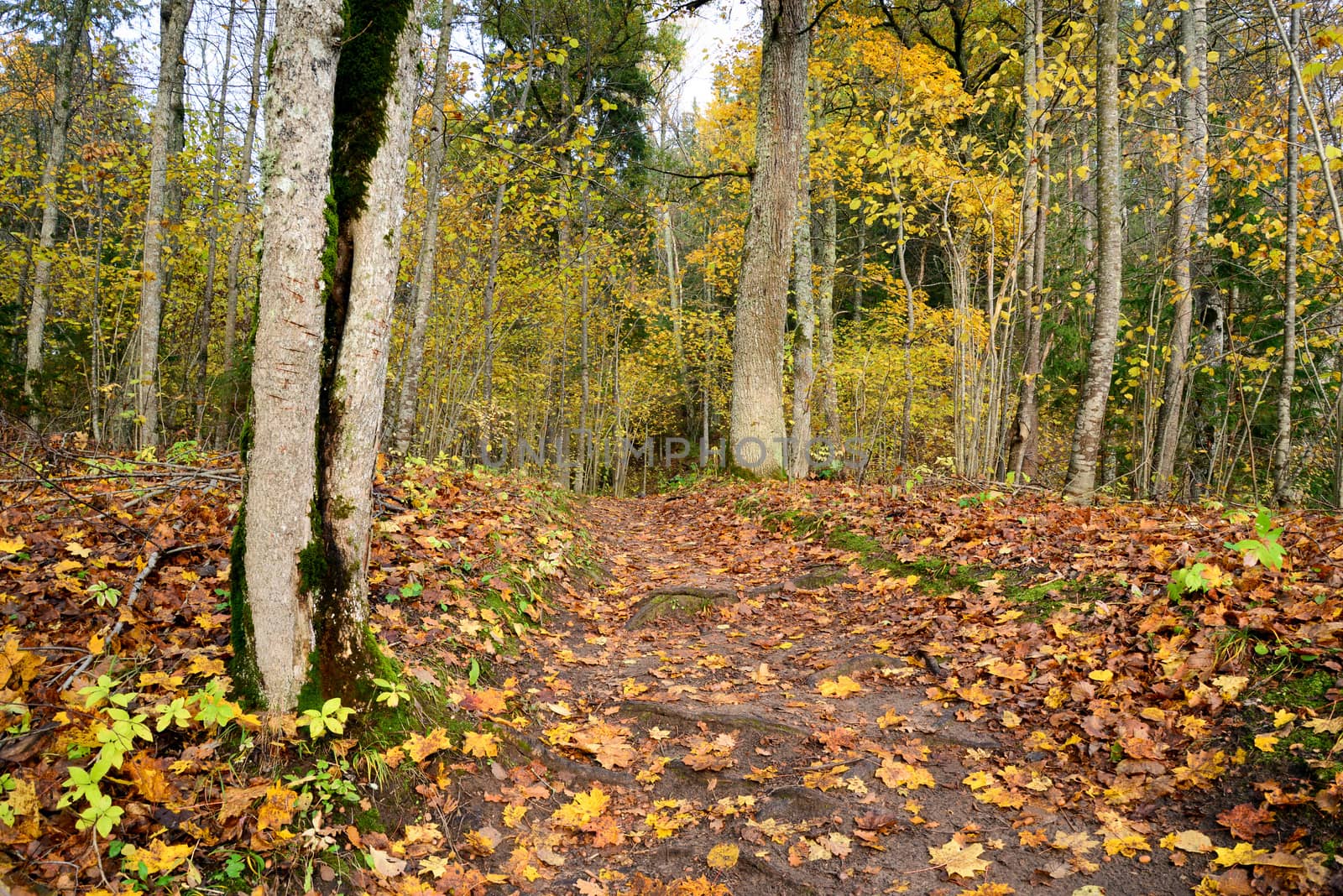 Photo of a wooden passway in the forest. Nature photography.