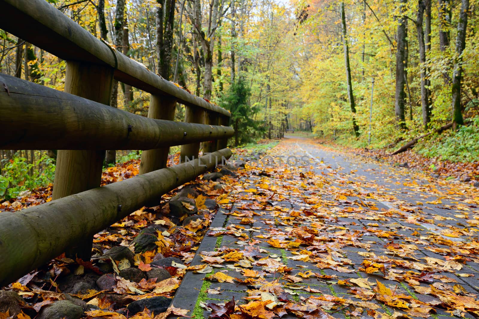 Photo of a road in the forest in autumn with orange leaves. Taken in Sigulda, Latvia.